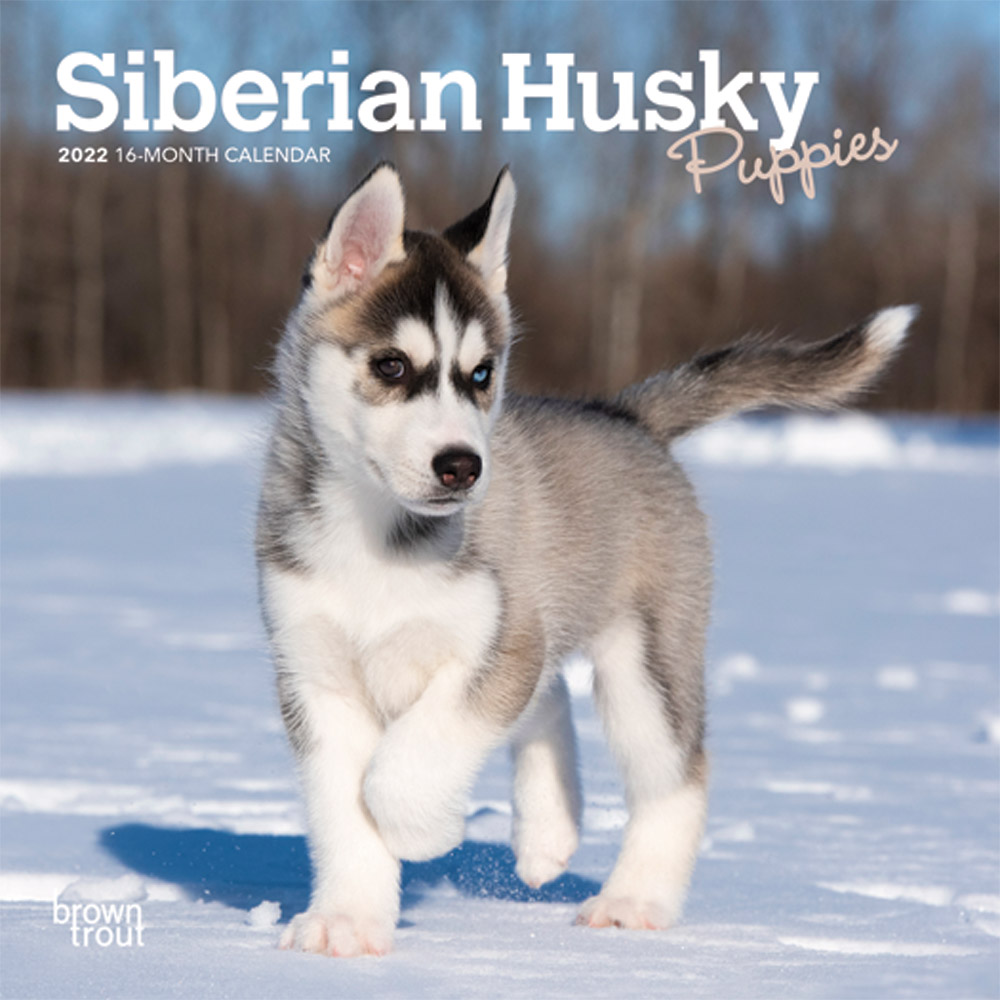 Siberian Husky Puppies 2022 7 x 7 Inch Monthly Mini Wall Calendar, Animal Dog Breeds Huskies DogDays
