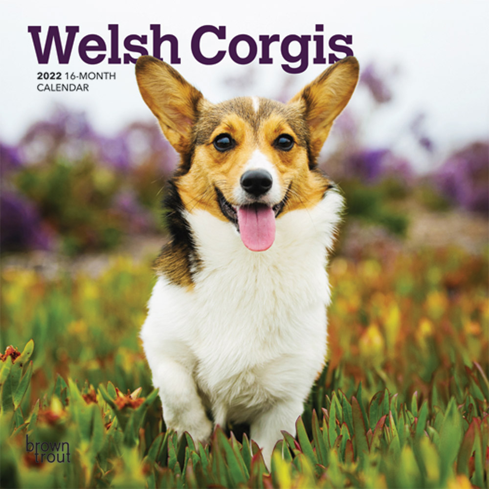 Welsh 2022 Mini Wall Calendar DogDays 2023 Calendar and Puzzle