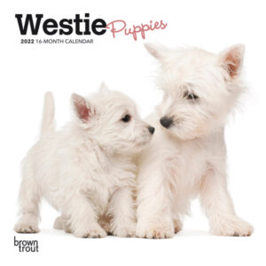 West Highland White Terrier Puppies 2022 7 x 7 Inch Monthly Mini Wall Calendar, Animals Dog Breeds Puppy DogDays