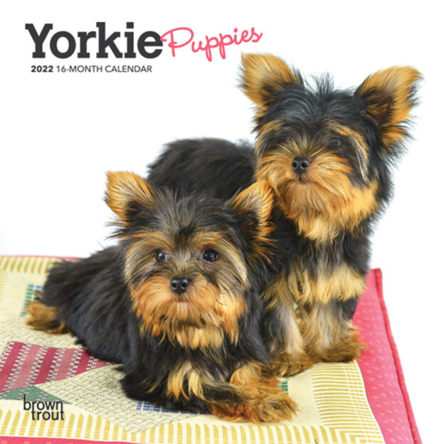 Yorkie Puppies 2022 7 x 7 Inch Monthly Mini Wall Calendar, Animals Small Dog Breeds Yorkshire Terrier DogDays
