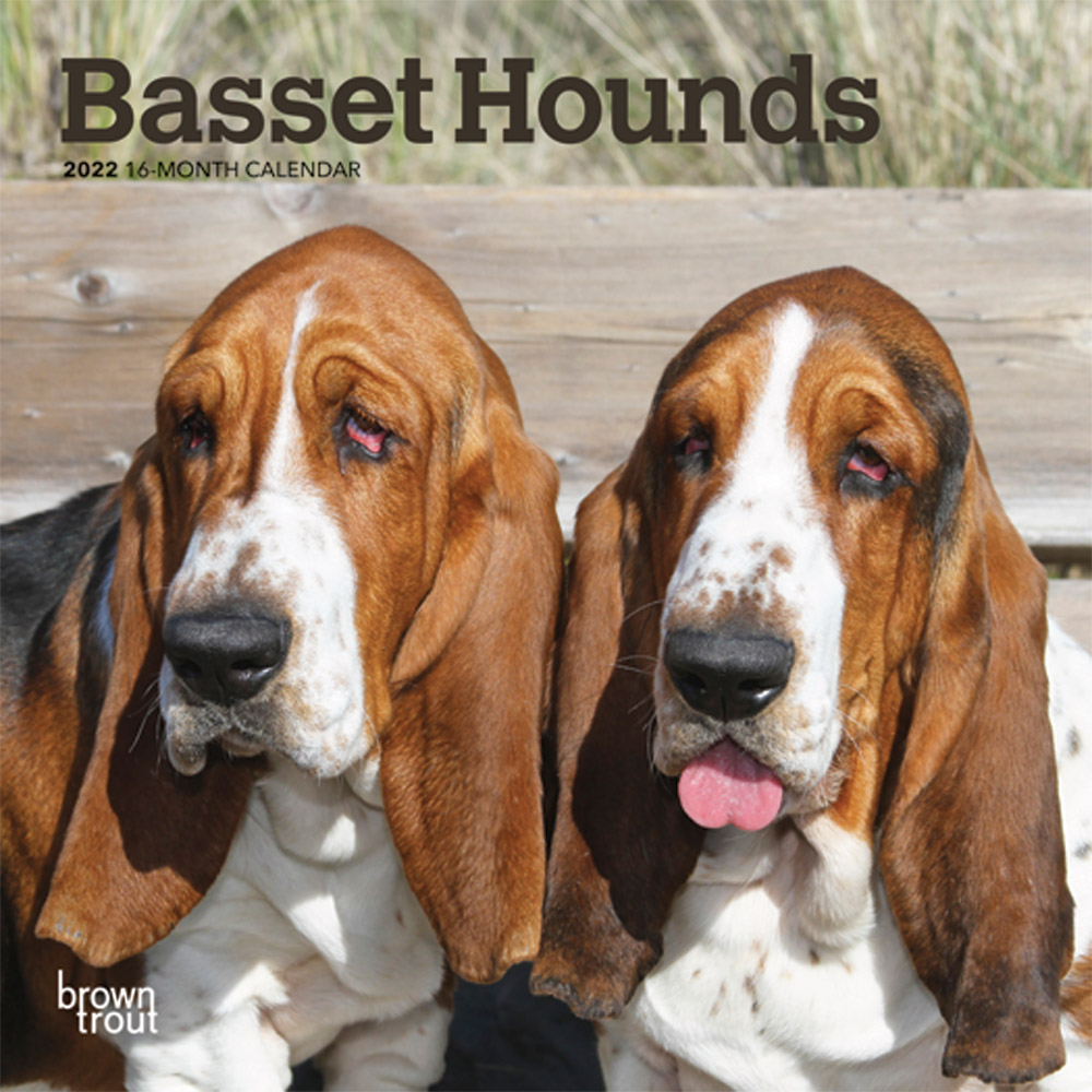 Basset Hounds 2022 7 x 7 Inch Monthly Mini Wall Calendar, Animals Dog Breeds DogDays