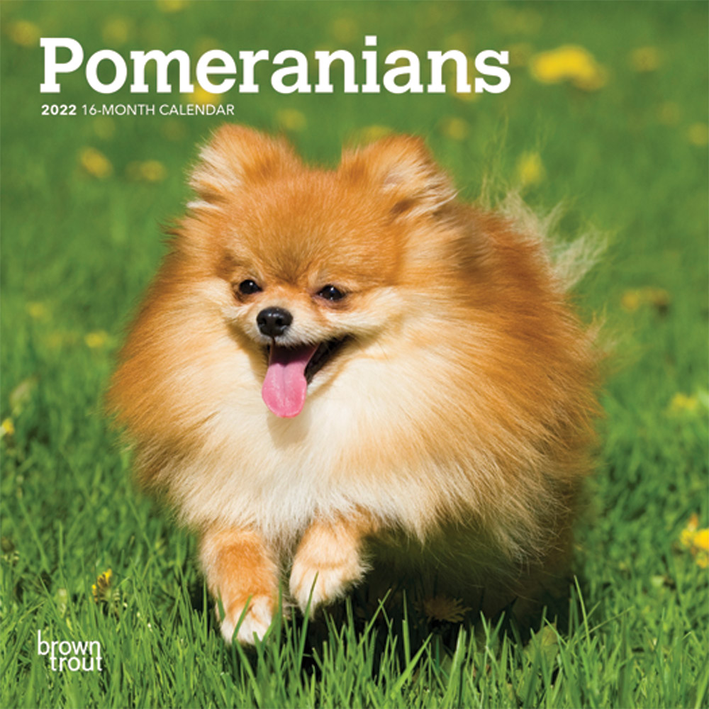 Pomeranians 2022 7 x 7 Inch Monthly Mini Wall Calendar, Animals Small Dog Breeds DogDays