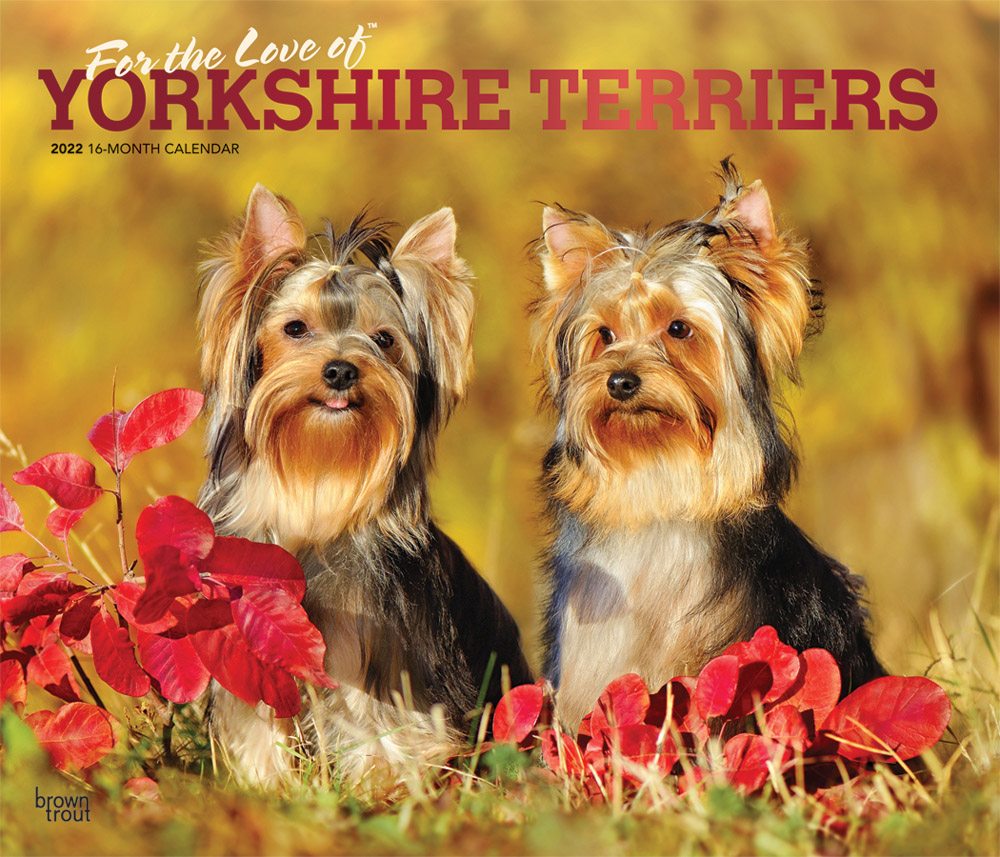 For the Love of Yorkshire Terriers 2022 14 x 12 Inch Monthly Deluxe Wall Calendar with Foil Stamped Cover, Animal Small Dog Breeds DogDays
