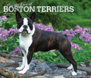 For the Love of Boston Terriers 2022 14 x 12 Inch Monthly Deluxe Wall Calendar with Foil Stamped Cover, Animal Dog Breeds DogDays