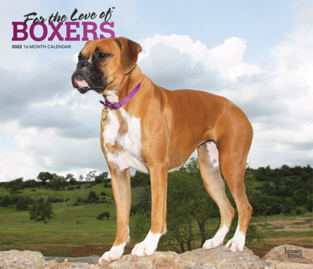 For the Love of Boxers 2022 14 x 12 Inch Monthly Deluxe Wall Calendar with Foil Stamped Cover, Animal Dog Breeds DogDays
