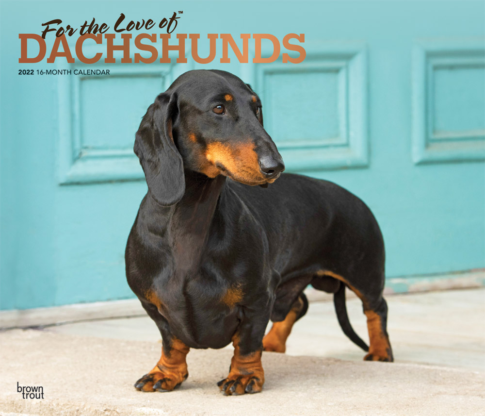 For the Love of Dachshunds 2022 14 x 12 Inch Monthly Deluxe Wall Calendar with Foil Stamped Cover, Animal Dog Breeds DogDays
