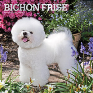 Bichon Frise 2022 12 x 12 Inch Monthly Square Wall Calendar with Foil Stamped Cover, Animals Dog Breeds DogDays