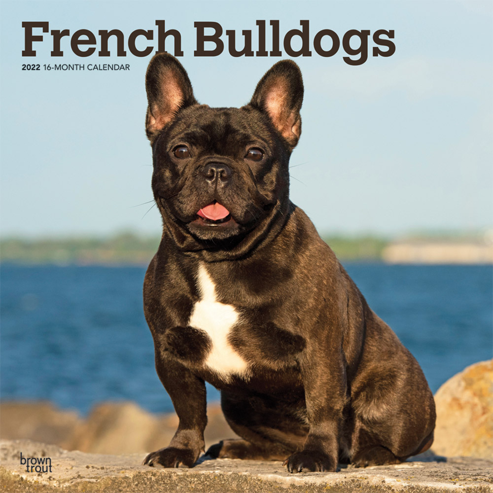 French Bulldogs 2022 12 x 12 Inch Monthly Square Wall Calendar, Animals Dog Breeds DogDays
