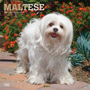 Maltese 2022 12 x 12 Inch Monthly Square Wall Calendar with Foil Stamped Cover, Animals Small Dog Breeds DogDays