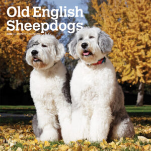 Old English Sheepdogs 2022 12 x 12 Inch Monthly Square Wall Calendar, Animals Dog Breeds DogDays