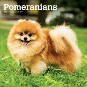 Pomeranians 2022 12 x 12 Inch Monthly Square Wall Calendar, Animals Small Dog Breeds DogDays