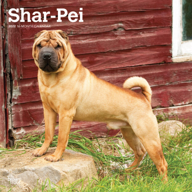 Shar Pei 2022 12 x 12 Inch Monthly Square Wall Calendar, Animals Dog Breeds DogDays