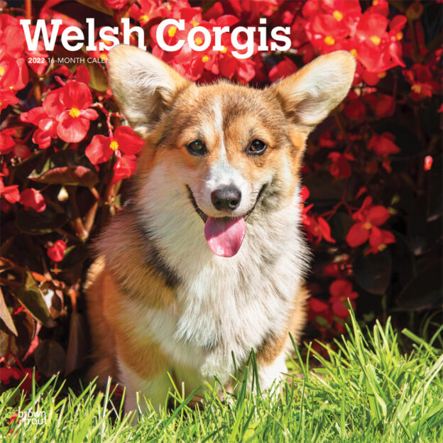 Welsh Corgis 2022 12 x 12 Inch Monthly Square Wall Calendar, Animals Dog Breeds DogDays