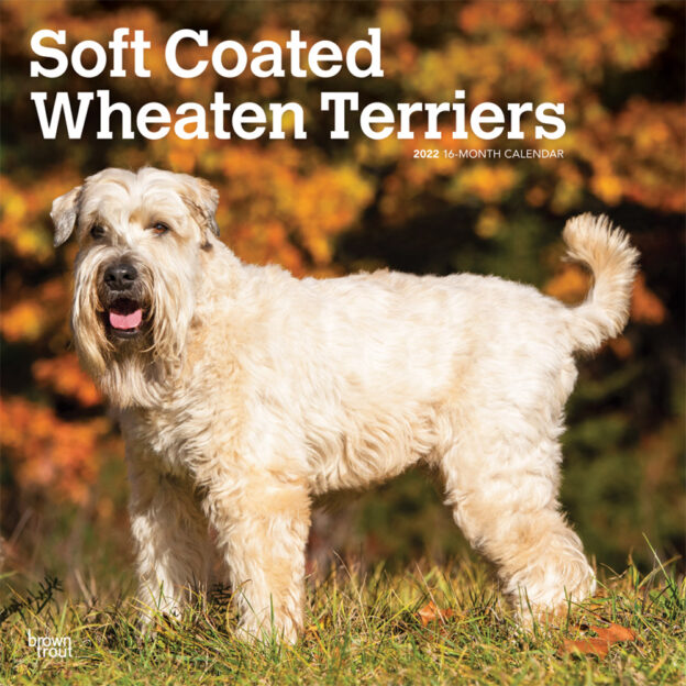 Soft Coated Wheaten Terriers 2022 12 x 12 Inch Monthly Square Wall Calendar, Animals Dog Breeds DogDays