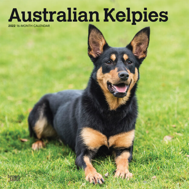 Australian Kelpies 2022 12 x 12 Inch Monthly Square Wall Calendar, Animal Dog Breeds DogDays