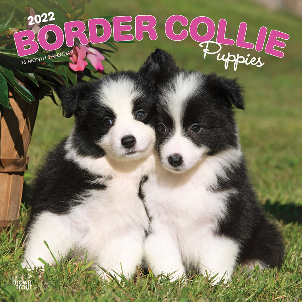 Border Collie Puppies 2022 12 x 12 Inch Monthly Square Wall Calendar, Animals Dog Breeds Collie Puppy DogDays