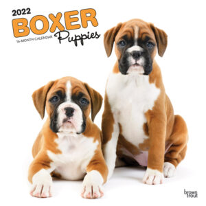 Boxer Puppies 2022 12 x 12 Inch Monthly Square Wall Calendar, Animals Dog Breeds Puppy DogDays