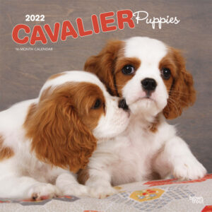 Cavalier King Charles Spaniel Puppies 2022 12 x 12 Inch Monthly Square Wall Calendar, Animals Dog Breeds Puppy DogDays