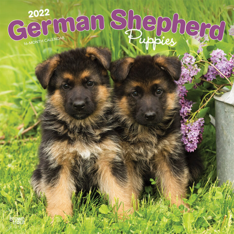 German Shepherd Puppies 2022 Square Wall Calendar DogDays 2023