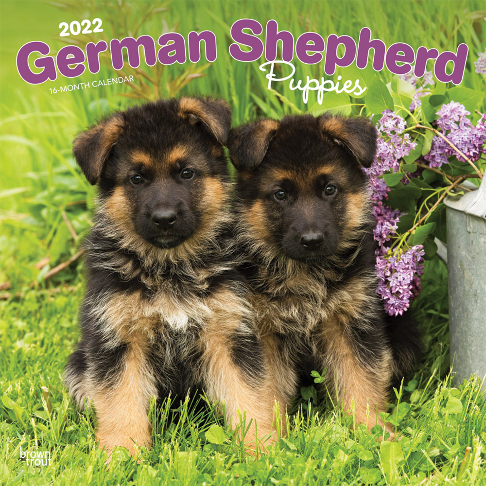 German Shepherd Puppies 2022 12 x 12 Inch Monthly Square Wall Calendar, Animals Dog Breeds Puppy DogDays
