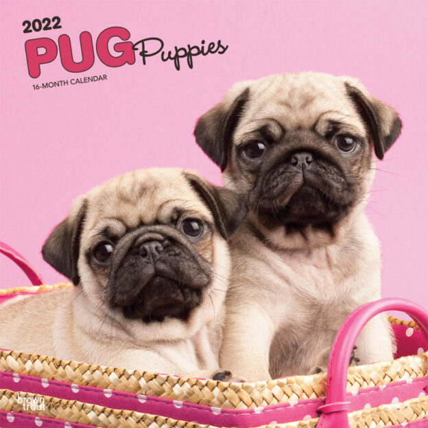 Pug Puppies 2022 12 x 12 Inch Monthly Square Wall Calendar, Animals Dog Breeds Puppy DogDays