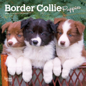 Border Collie Puppies 2022 7 x 7 Inch Monthly Mini Wall Calendar, Animals Dog Breeds Puppy DogDays