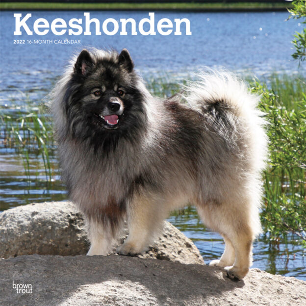 Keeshonden 2022 12 x 12 Inch Monthly Square Wall Calendar, Animals Dog Breeds DogDays