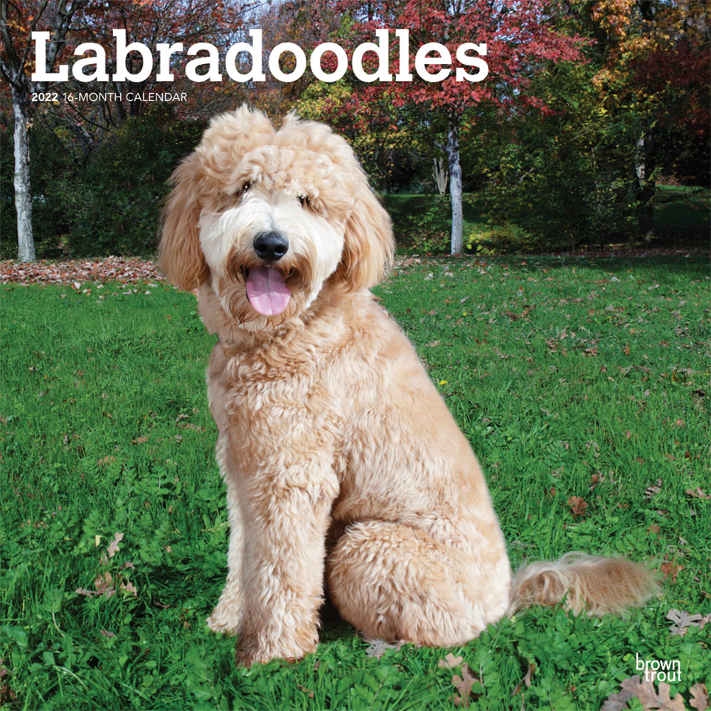 Labradoodles 2022 12 x 12 Inch Monthly Square Wall Calendar, Animals Mixed Dog Breeds DogDays