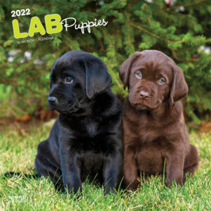 Lab Puppies 2022 12 x 12 Inch Monthly Square Wall Calendar, Animals Dog Breeds Retriever DogDays