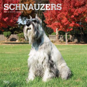 Schnauzers 2022 12 x 12 Inch Monthly Square Wall Calendar with Foil Stamped Cover, Animals Dog Breeds DogDays