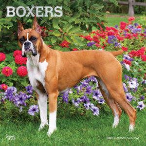 Boxers 2022 12 x 12 Inch Monthly Square Wall Calendar with Foil Stamped Cover, Animals Dog Breeds DogDays