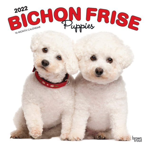 Bichon Frise Puppies 2022 12 x 12 Inch Monthly Square Wall Calendar, Animals Dog Breeds Puppy DogDays