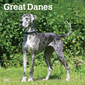 Great Danes International Edition 2022 12 x 12 Inch Monthly Square Wall Calendar, Animals Dog Breeds DogDays
