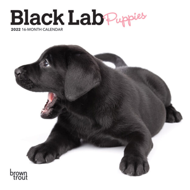 Black Labrador Retriever Puppies 2022 7 x 7 Inch Monthly Mini Wall Calendar, Animals Dog Breeds Puppy DogDays