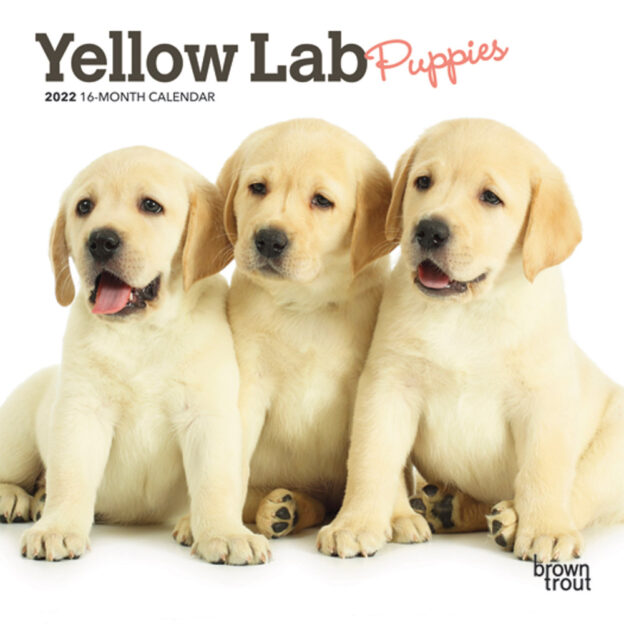Yellow Labrador Retriever Puppies 2022 7 x 7 Inch Monthly Mini Wall Calendar, Animals Dog Breeds Puppy DogDays