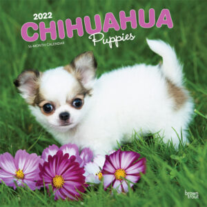 Chihuahua Puppies 2022 12 x 12 Inch Monthly Square Wall Calendar, Animals Small Dog Breeds DogDays