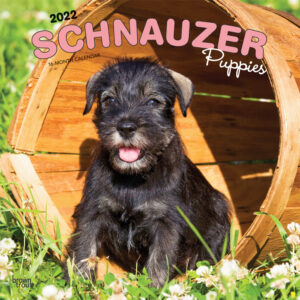 Schnauzer Puppies 2022 12 x 12 Inch Monthly Square Wall Calendar, Animals Dog Breeds Puppy DogDays