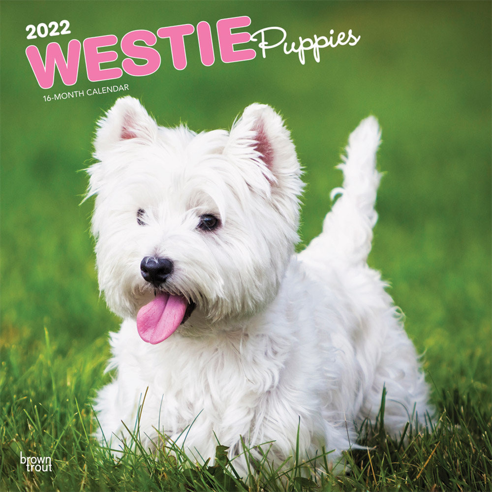 West Highland White Terrier Puppies 2022 12 x 12 Inch Monthly Square Wall Calendar, Animals Dog Breeds Puppy DogDays