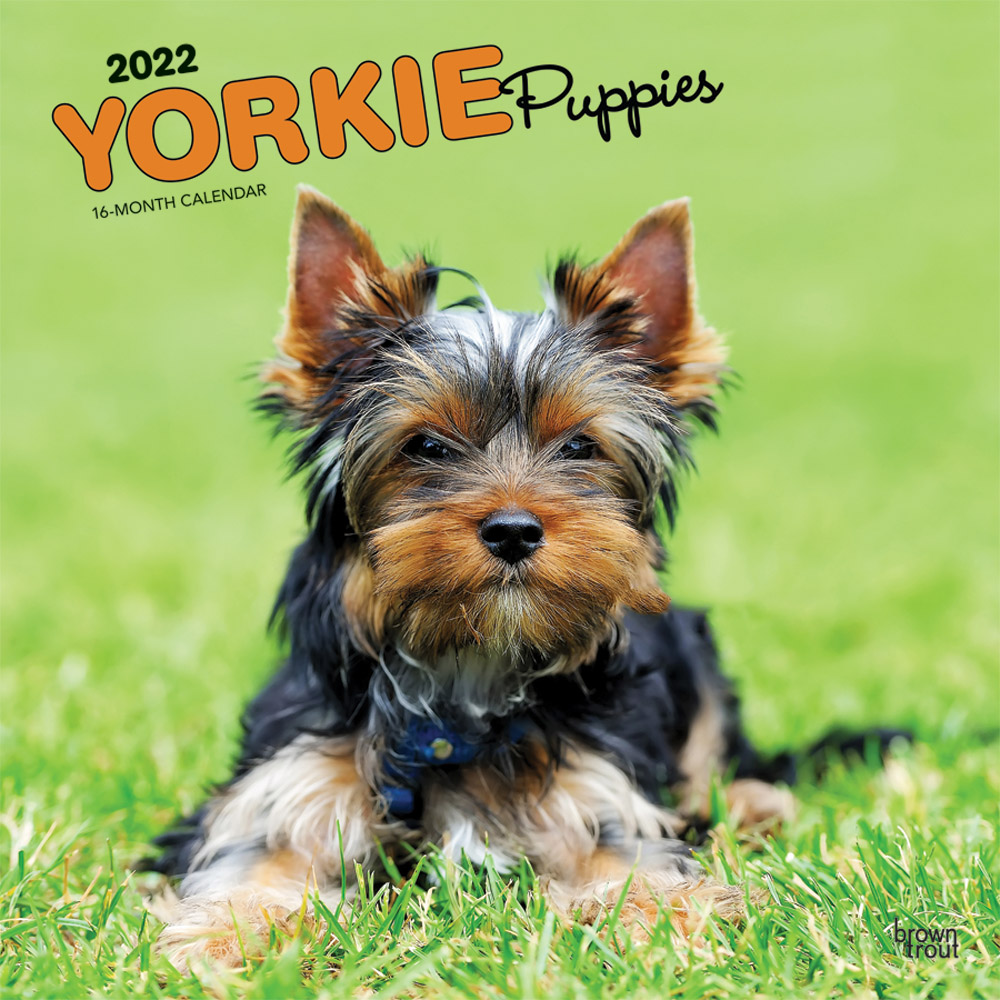 Yorkie Puppies 2022 12 x 12 Inch Monthly Square Wall Calendar with Foil Stamped Cover, Animals Small Dog Breeds Yorkshire Terriers DogDays