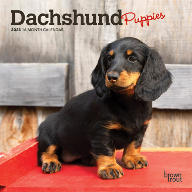 Dachshund Puppies | 2023 7 x 14 Inch Monthly Mini Wall Calendar | BrownTrout | Animals Dog Breeds Puppy DogDays