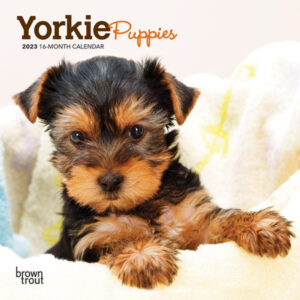 Yorkshire Terrier Puppies | 2023 7 x 14 Inch Monthly Mini Wall Calendar | BrownTrout | Animals Small Dog Breeds Yorkies DogDays