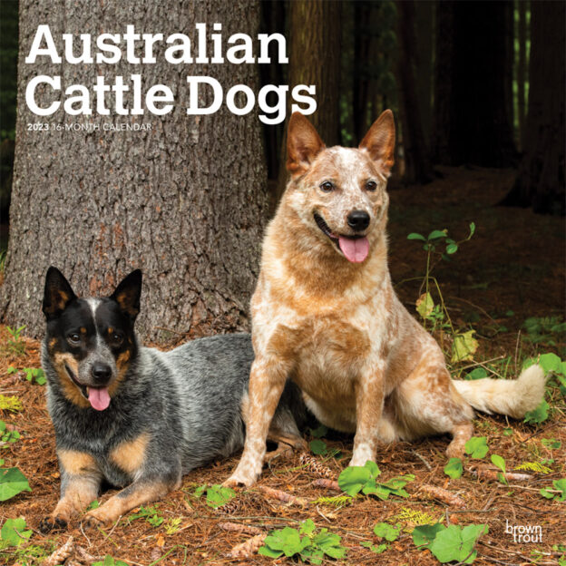 Australian Cattle Dogs | 2023 12 x 24 Inch Monthly Square Wall Calendar | BrownTrout | Animals Dog Breeds DogDays