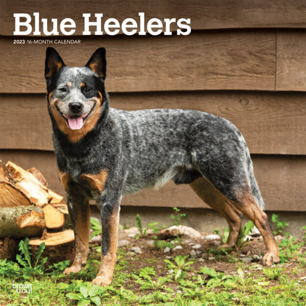 Blue Heelers | 2023 12 x 24 Inch Monthly Square Wall Calendar | BrownTrout | Animals Dog Breeds DogDays