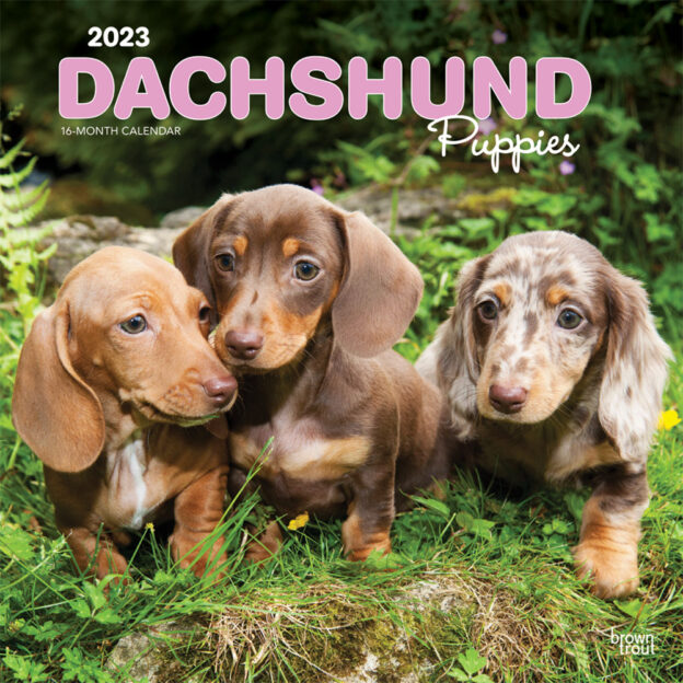 Dachshund Puppies | 2023 12 x 24 Inch Monthly Square Wall Calendar | BrownTrout | Animals Dog Breeds Puppy DogDays