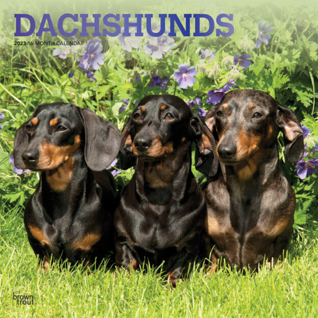 Dachshunds | 2023 12 x 24 Inch Monthly Square Wall Calendar | Foil Stamped Cover | BrownTrout | Animals Dog Breeds DogDays