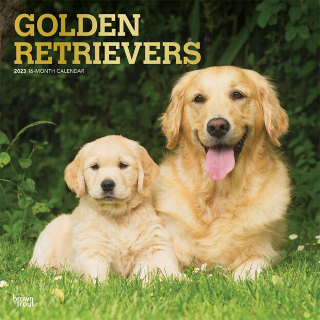 Golden Retrievers | 2023 12 x 24 Inch Monthly Square Wall Calendar | Foil Stamped Cover | BrownTrout | Animals Dog Breeds Retriever