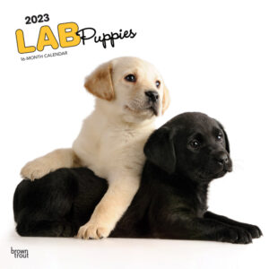 Lab Puppies | 2023 12 x 24 Inch Monthly Square Wall Calendar | BrownTrout | Animals Dog Breeds Retriever DogDays
