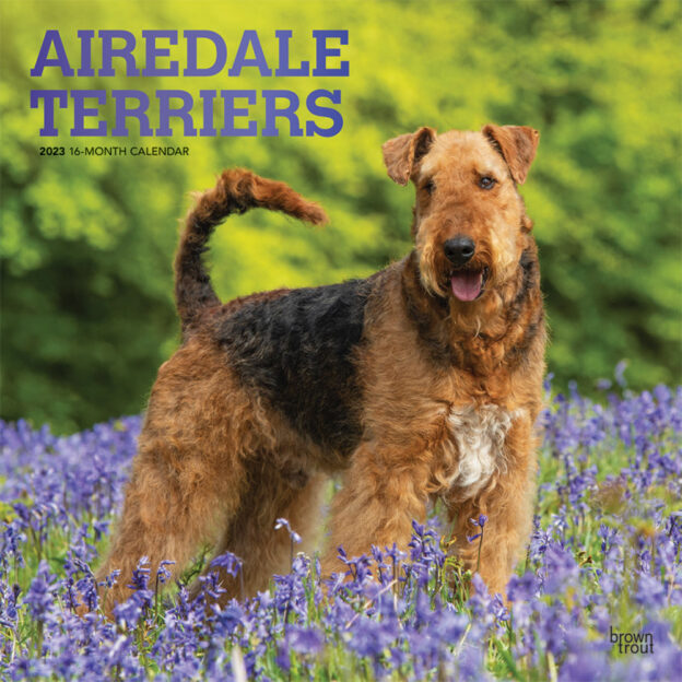 Airedale Terriers | 2023 12 x 24 Inch Monthly Square Wall Calendar | Foil Stamped Cover | BrownTrout | Animal Dog Breeds DogDays