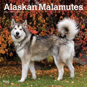 Alaskan Malamutes | 2023 12 x 24 Inch Monthly Square Wall Calendar | BrownTrout | Animals Dog Breeds DogDays