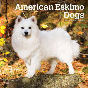 American Eskimo Dogs | 2023 12 x 24 Inch Monthly Square Wall Calendar | BrownTrout | Animals Dog Breeds DogDays